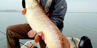 33lb4oz Pike Rutland water 2013.jpg